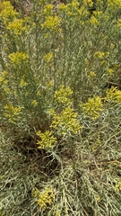 Chrysothamnus viscidiflorus