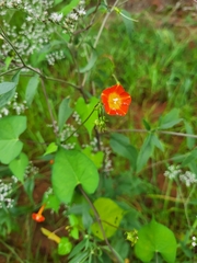 Ipomoea coccinea
