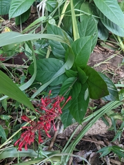Odontonema cuspidatum