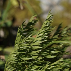 Pulsatilla occidentalis