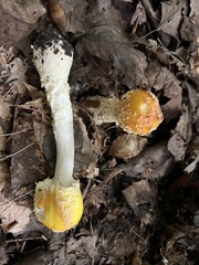 Amanita muscaria guessowii