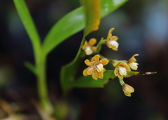 Prosthechea ochracea