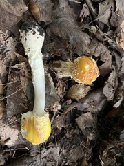 Amanita muscaria guessowii