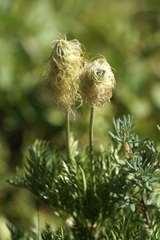 Pulsatilla occidentalis