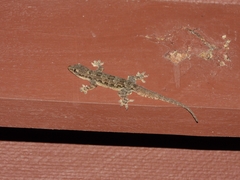 Hemidactylus platyurus