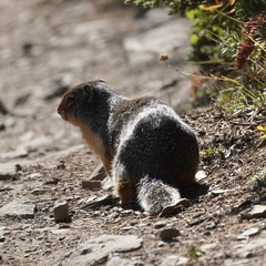 Urocitellus columbianus