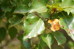 Gymnosporangium sabinae