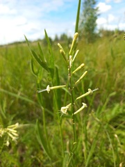 Silene multiflora
