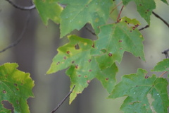 Acericecis ocellaris