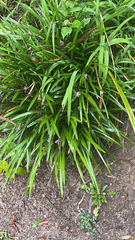 Liriope muscari