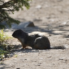 Urocitellus columbianus