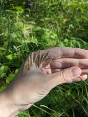 Bromus kalmii
