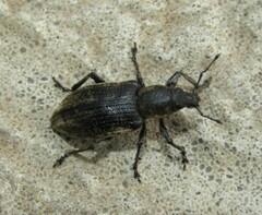 Tanymecus palliatus
