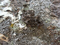 Umbilicaria