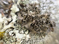Umbilicaria