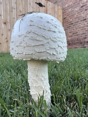Saproamanita thiersii