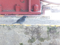 Thamnophilus multistriatus