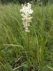 Filipendula vulgaris