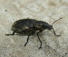 Tanymecus palliatus