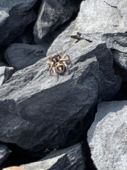 Habronattus borealis