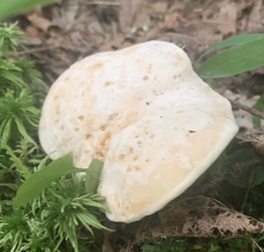 Hydnum repandum