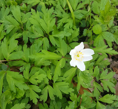 Anemonoides nemorosa