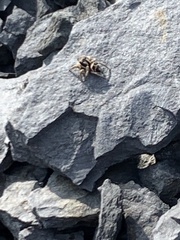 Habronattus borealis