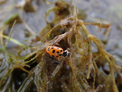 Hippodamia tredecimpunctata