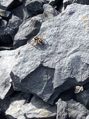 Habronattus borealis