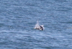 Phocoena phocoena