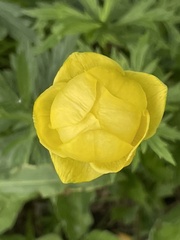 Trollius europaeus