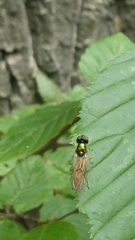 Sarginae