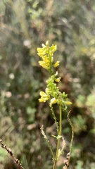 Melilotus officinalis