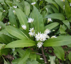 Allium ursinum