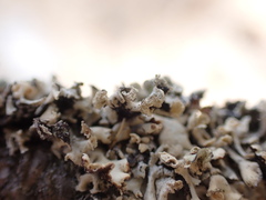Hypogymnia physodes