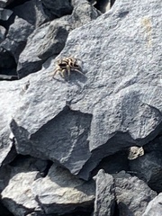 Habronattus borealis