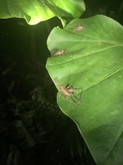 Cardiodactylus guttulus