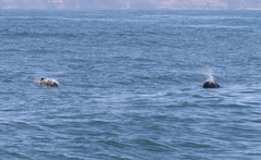 Phocoena phocoena