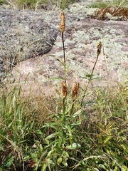 Lilium philadelphicum