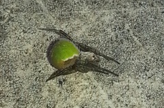 Araneus detrimentosus