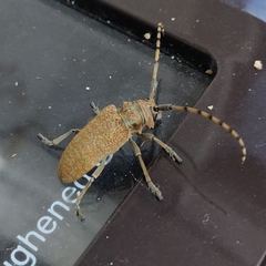 Celosterna scabrator