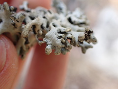 Hypogymnia tubulosa