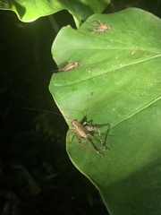 Cardiodactylus guttulus