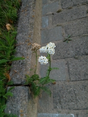 Achillea millefolium