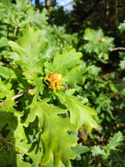 Andricus quercuscalicis