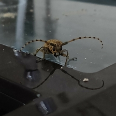 Celosterna scabrator