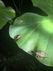 Cardiodactylus guttulus