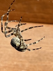 Araneus cavaticus