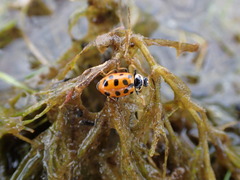 Hippodamia tredecimpunctata