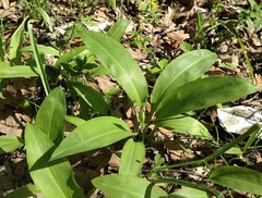 Allium ursinum